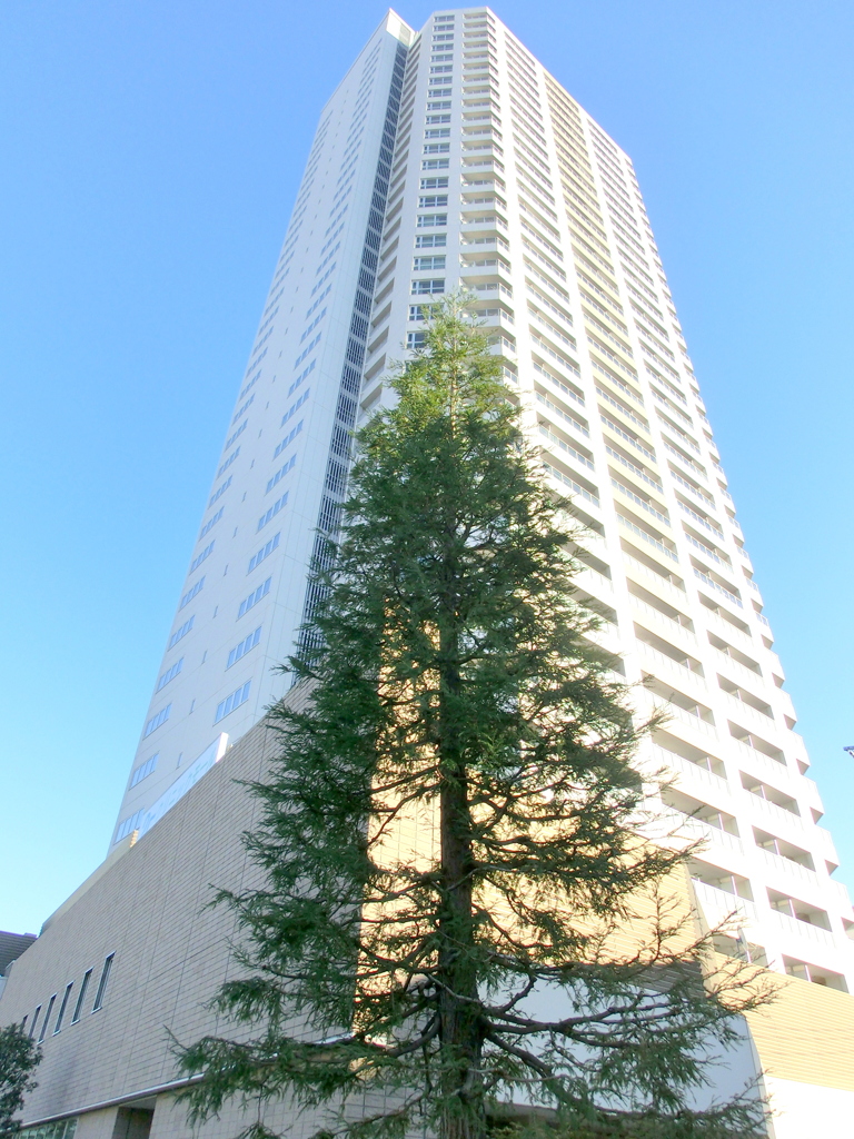 三河島のタワービル前の杉