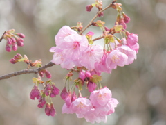 薄紫の陽光桜
