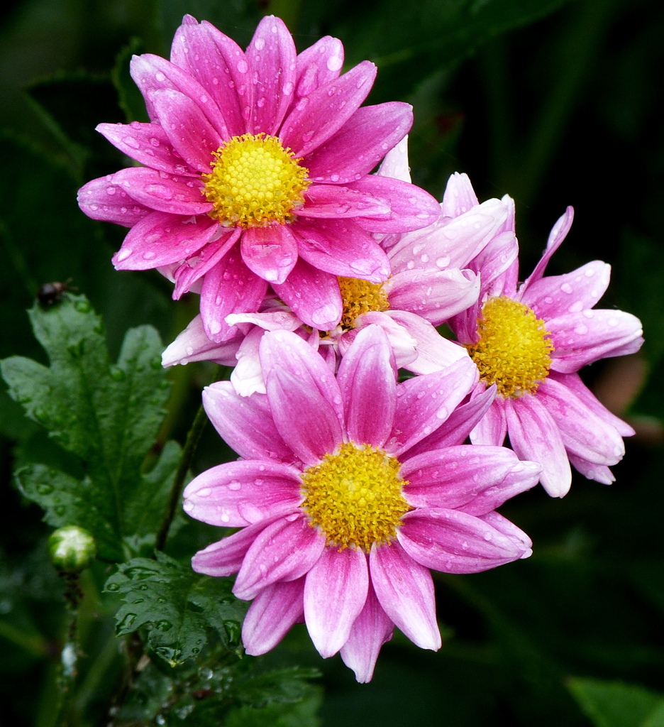 由布院のスプレーマム