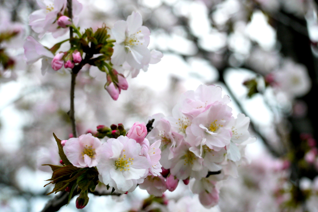 紫っぽい花弁の高砂桜