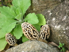 荒川自然公園に合ったアミガサダケ