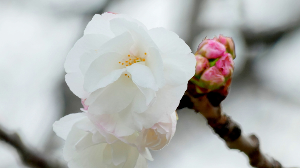 汐入公園に2輪の白妙桜が