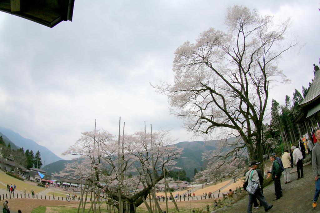 魚眼で撮った根尾谷薄墨ザクラ