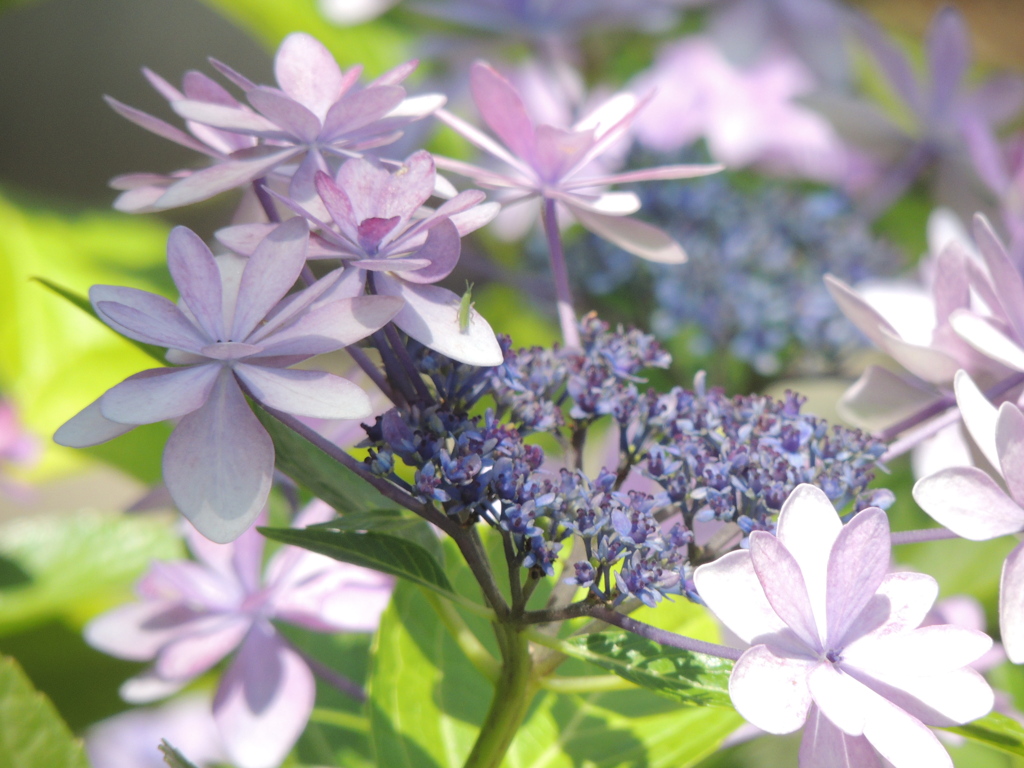 紫陽花ダンスパーティー