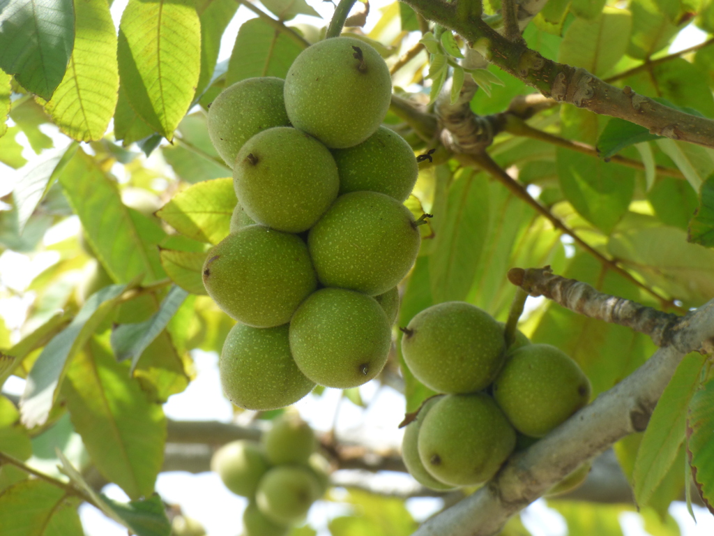 河原にあってもオニグルミかな