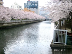 江東区豊洲の運河の桜
