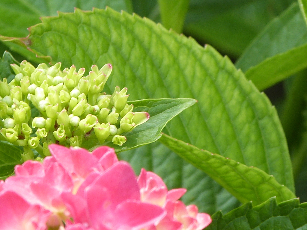豆田町のアジサイ