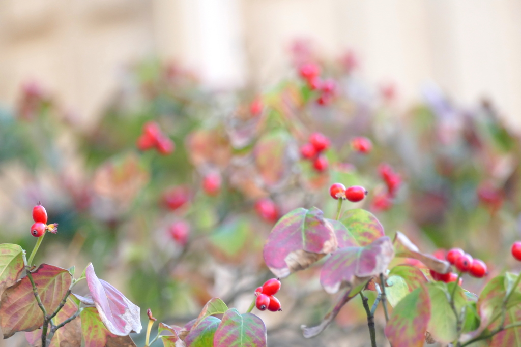 街路の花みずき