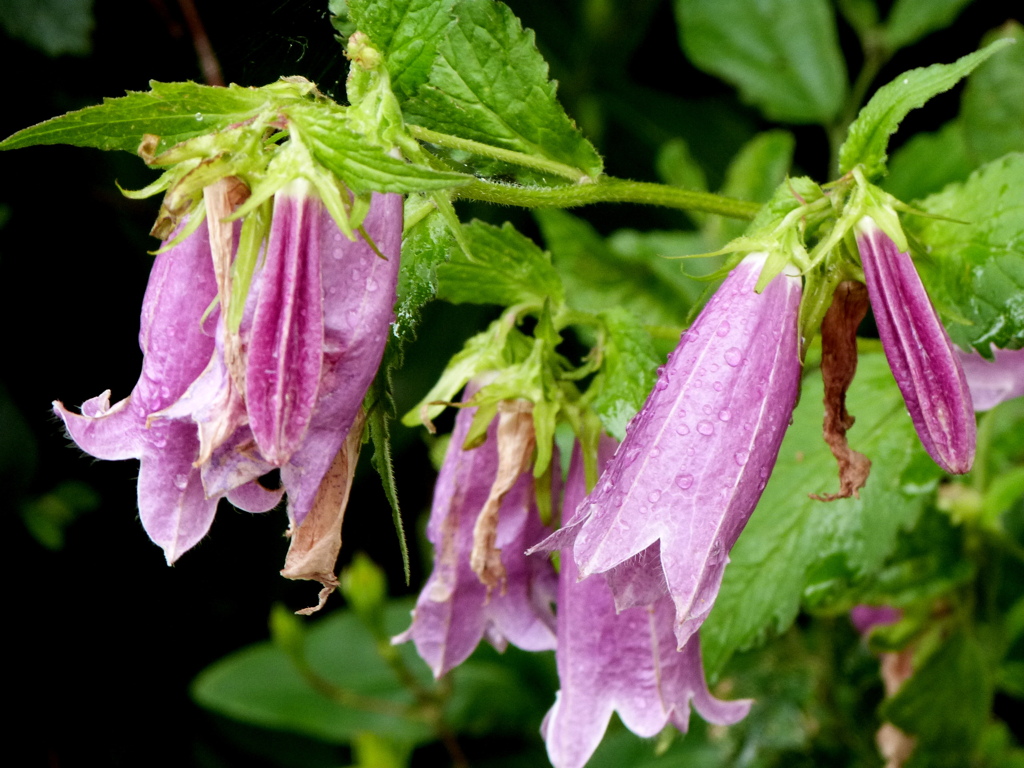 由布院のホタルブクロ