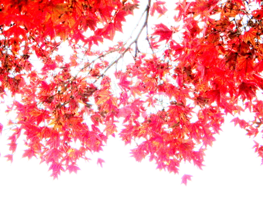 イロハ紅葉