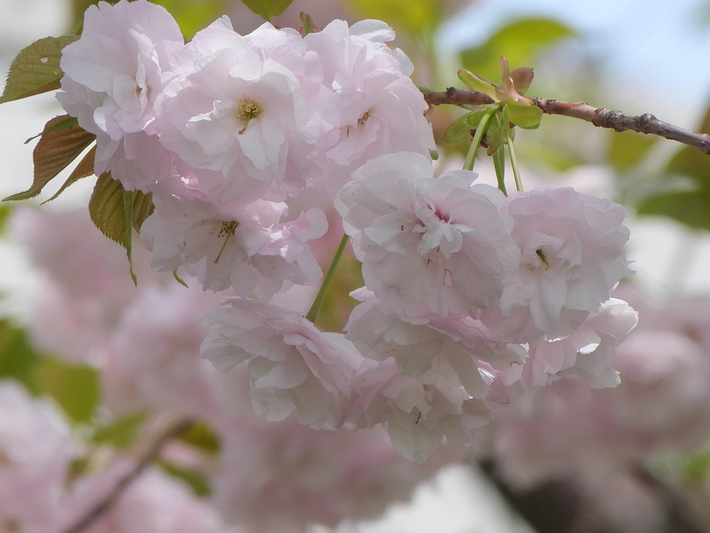 荒川堤の一葉桜