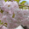 荒川堤の一葉桜