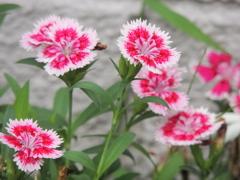 軒下のだいあんさす