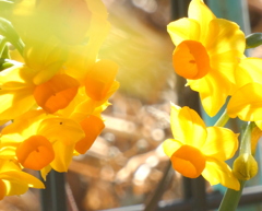 陽光を浴びるjR線路脇のキブサ水仙