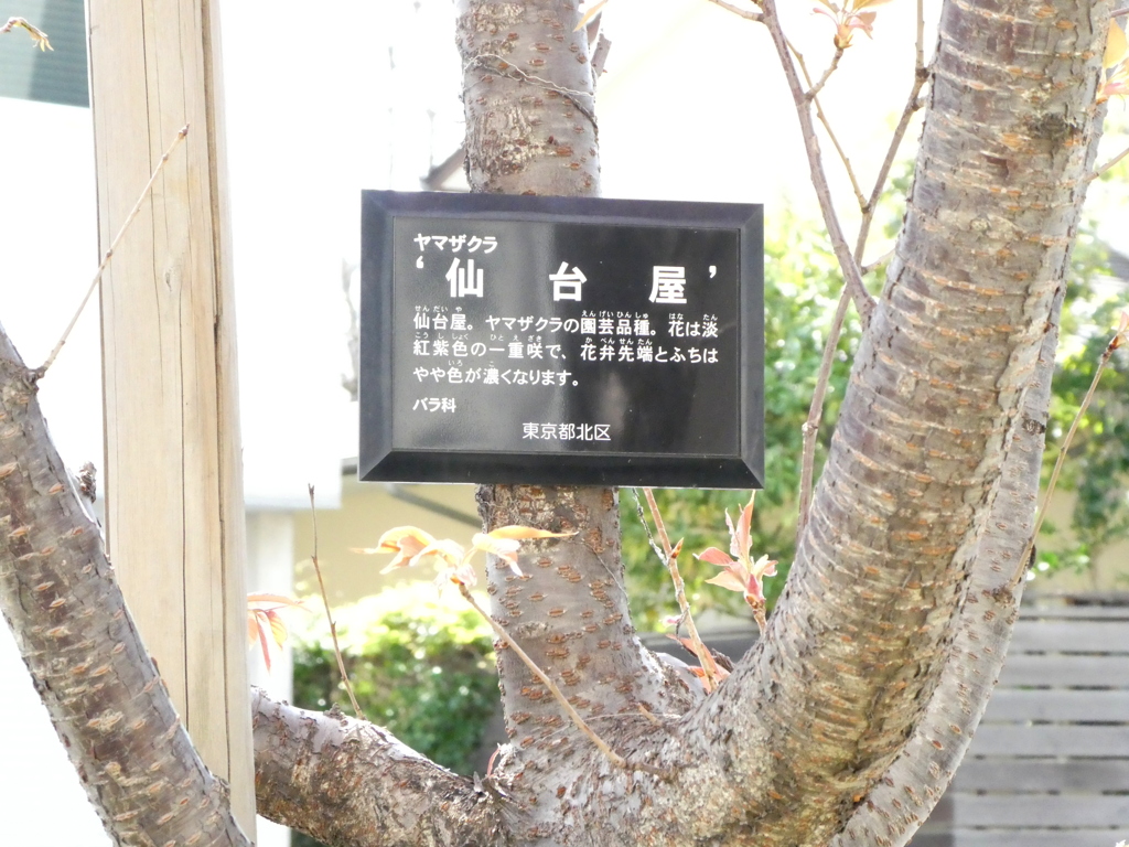 田端の仙台屋桜の樹皮
