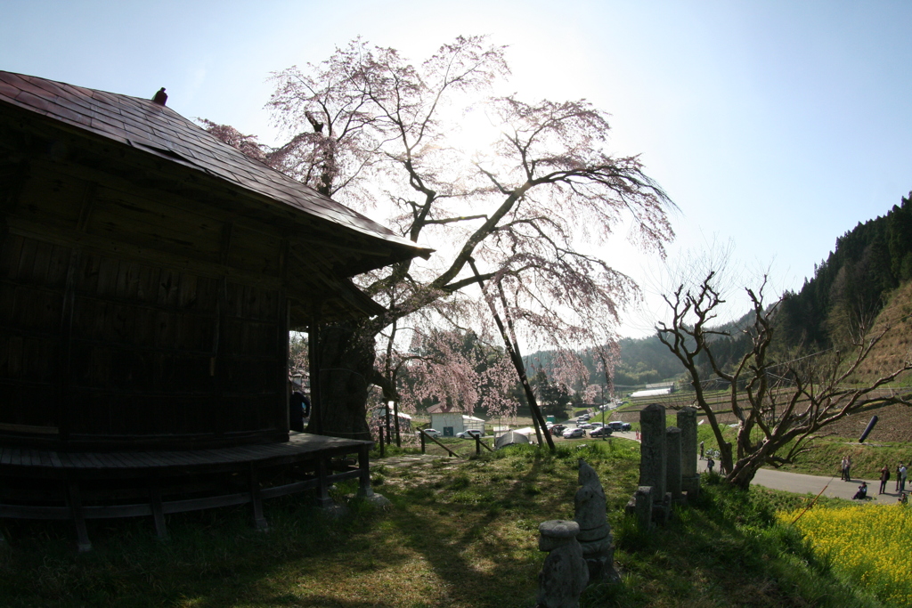 逆光の上石の不動桜の風景