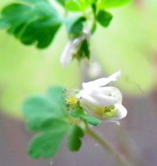 極小の姫渦の花と虫