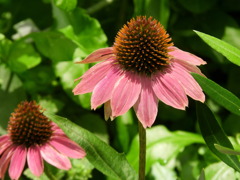 薬草えきなせあ