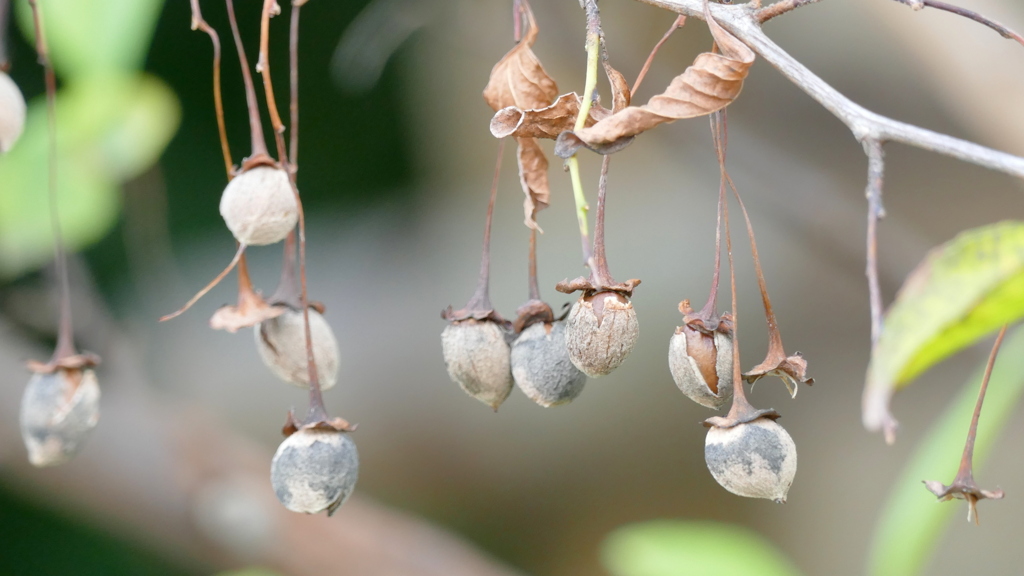 えごのきのかれたみ