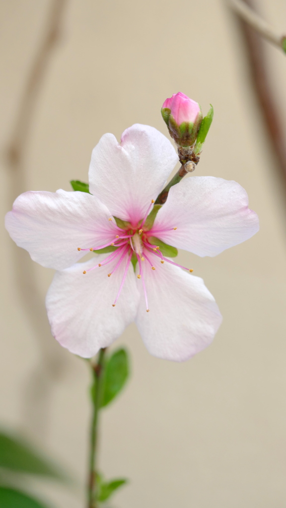 アーモンドのしべとつぼみ