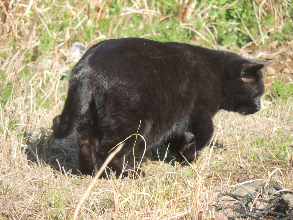 柳原千草園の池に黒猫