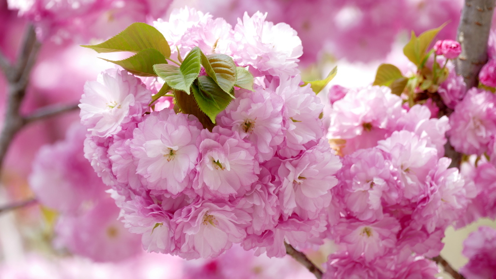 不忍池の里ザクラの紅華