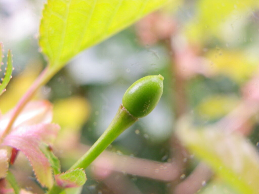 熊野桜のサクランボです