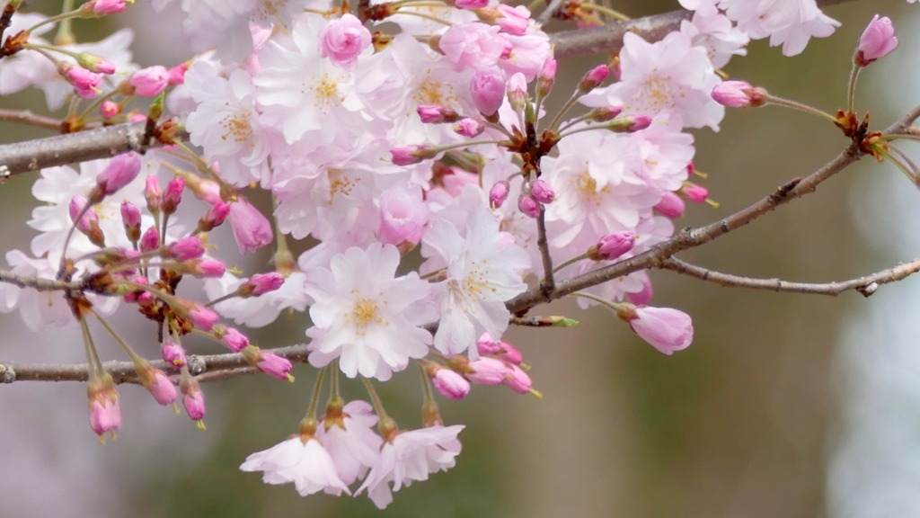 上野恩賜公園で名付けられた舞姫
