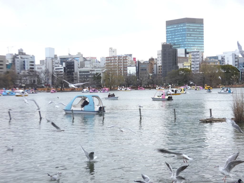 不忍池のボート池とユリカモメ