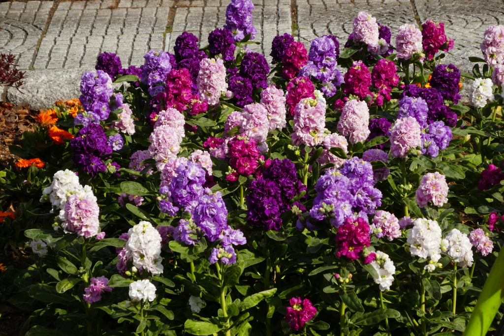 いい匂いストック