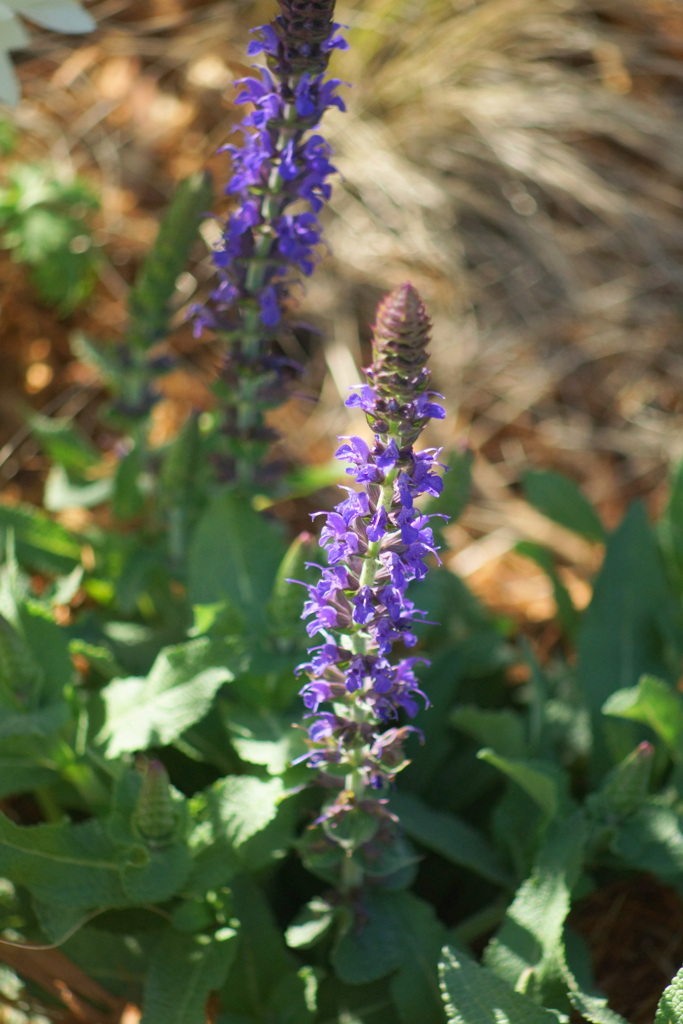 上野公園コーヒーテラスの前の花壇のベロニカ・