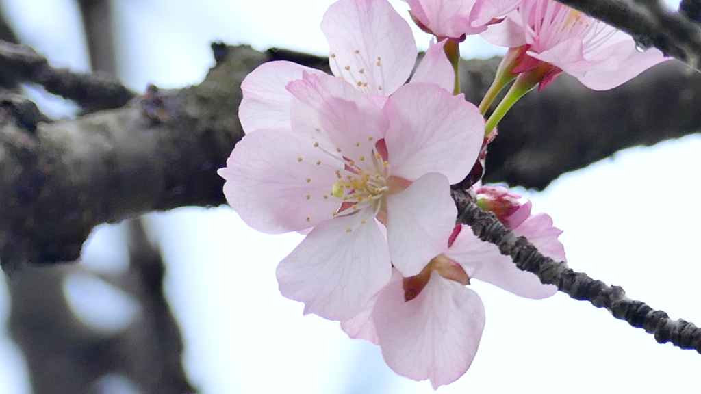 咲きだした紅ヤマザクラ