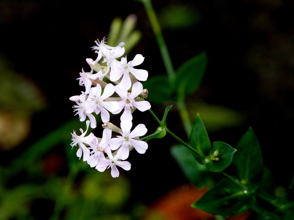 由布院の白花ムシトリナデシコ