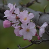 気象庁のそばの公園にエドヒガンのプレートがあったがこの桜は、神代曙桜