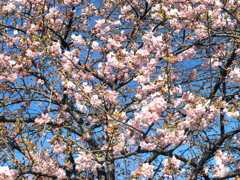 汐入公園の青空の河津桜