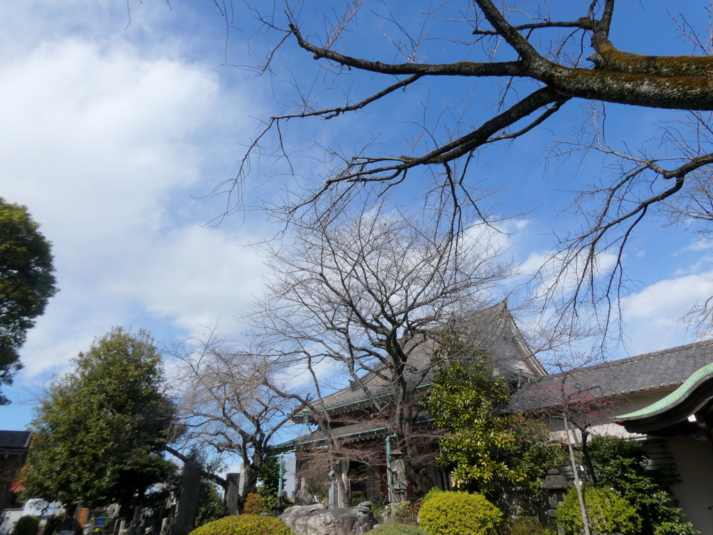 お諏訪さんの隣のお寺の境内とカンヒザクラのある日暮里の空