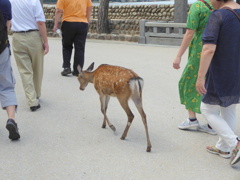 安芸の宮島の鹿