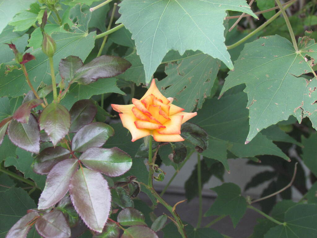 何でこんなとこにミニ薔薇
