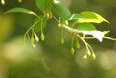 公園のエゴの木