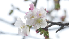公園の里桜の高砂桜