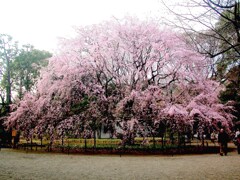 夕日の六義園の紅枝垂桜
