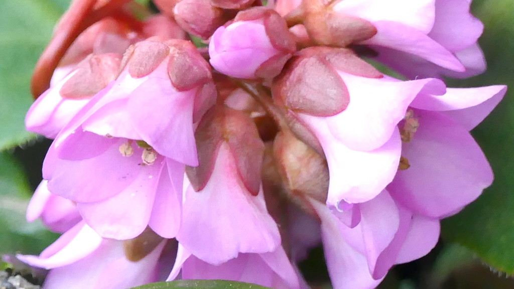 ひまらやゆきのした