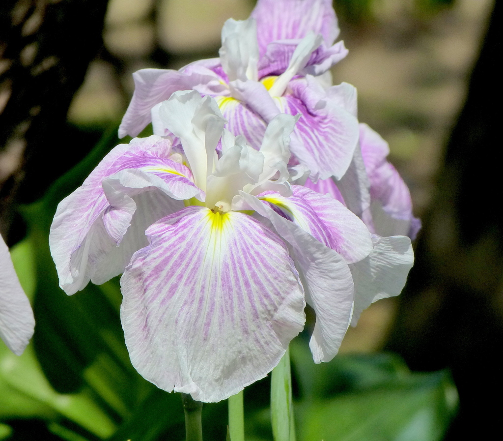 堀切菖蒲園の花菖蒲・稚児化粧(ちごげしょう)