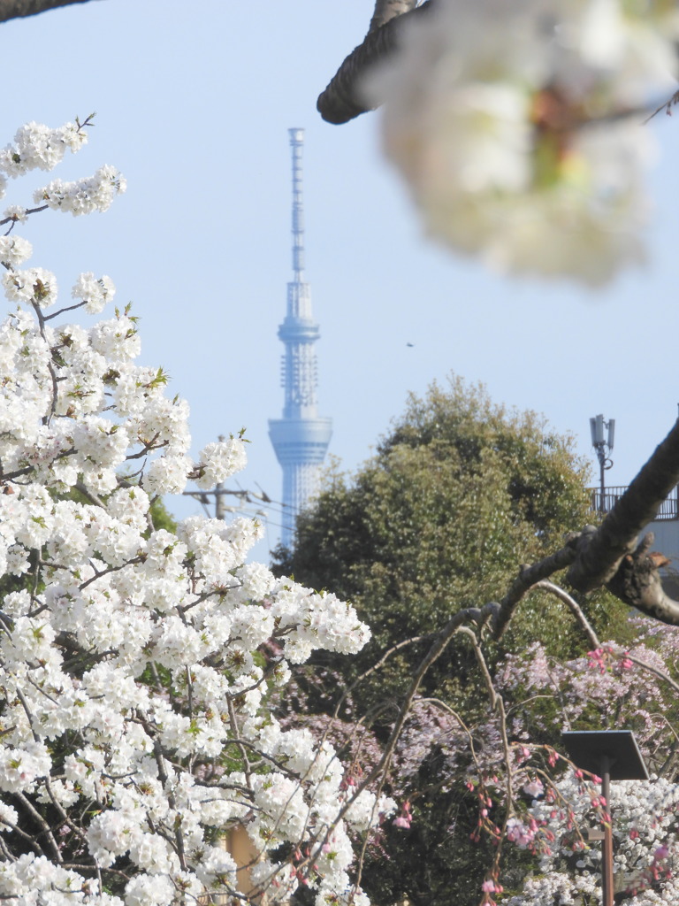 公園の白の八重枝垂れ桜