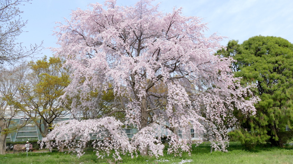 小石川植物園の江戸彼岸系の枝垂桜満開の姿