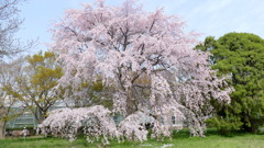 小石川植物園の江戸彼岸系の枝垂桜満開の姿