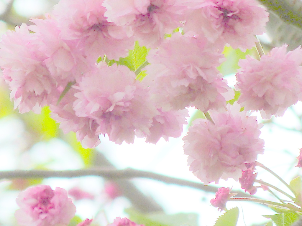 向島隅田公園の菊桜