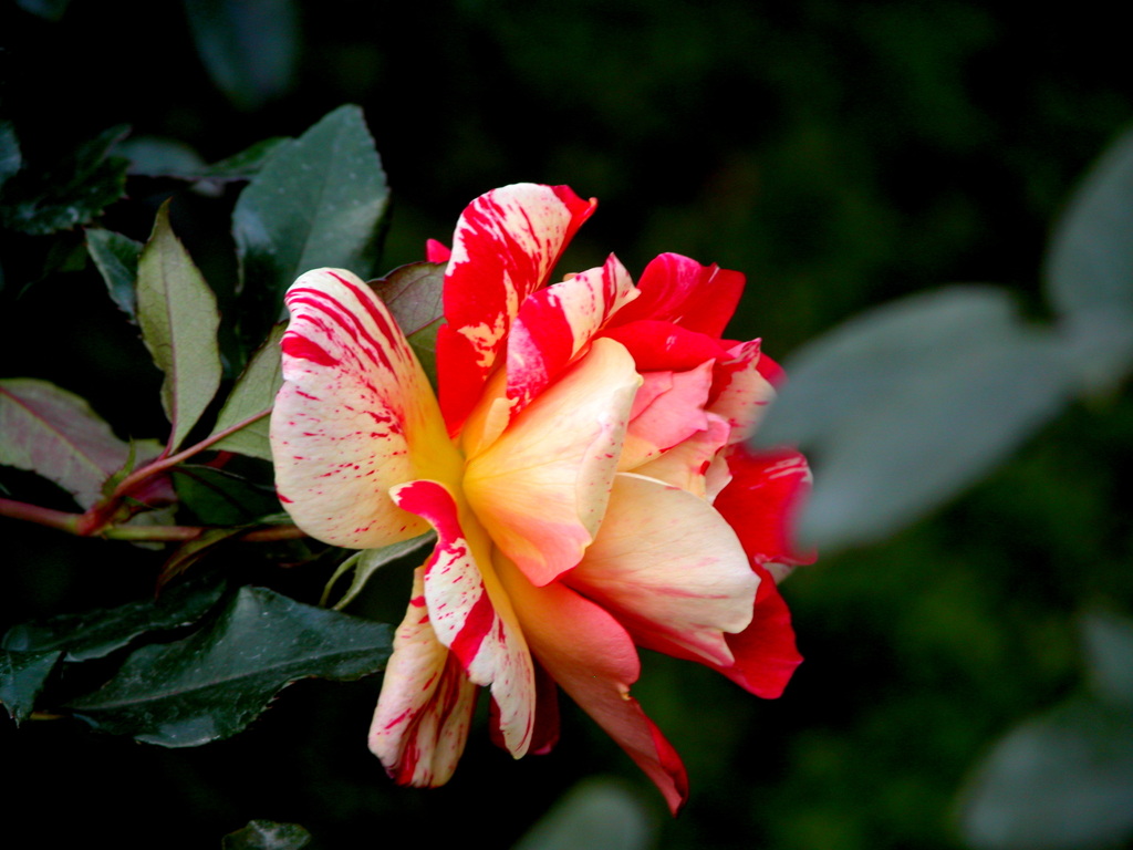 旧古川庭園の紅白交じりの秋薔薇