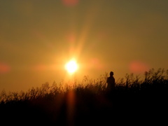 荒川土手の夕日光