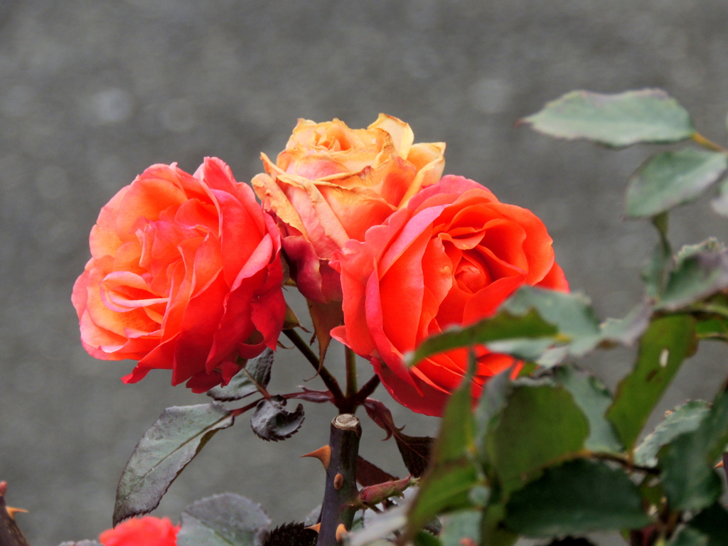 濃い目のオレンジの薔薇3輪